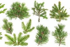 Coniferous tree branches Spruce pine thuja fir cone set