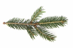 Fir Tree Branch, Pine Tree Branch isolated on white Background
