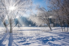 Amazing winter scenery with bare trees covered by frost on snowy meadow