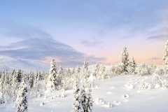 Midwinter in Pallastunturi, a group of seven fells in Pallas-Yllästunturi National Park of Finnish Lapland. In a clear day while the sun doesn't rise above horizon there is nevertheless lovely light.