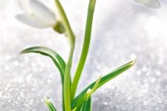 Spring snowdrop flowers