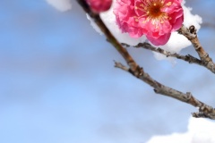 紅梅と雪