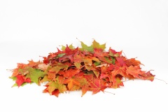 colorful autumn leaves pile isolated on white background