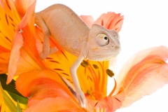 Chameleon on flower