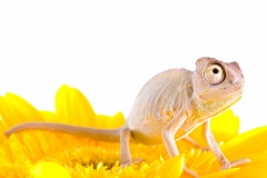 Chameleon on flower.