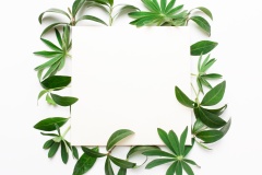 Frame of green leaves, plants on a white background