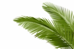 Leaves of palm tree