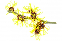 Witch Hazel Isolated