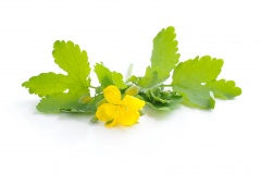 Celandine flower (Chelidonium mahus) isolated on white background