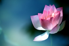 lotus flower