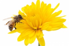 Honeybee and yellow flower