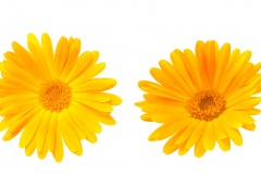 Marigold