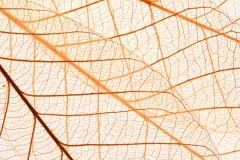 Skeleton leaf background